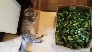 Кот ворует огурцы