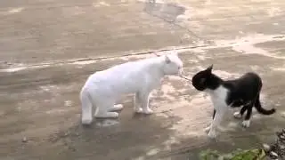 Приколы.Коты- каратисты