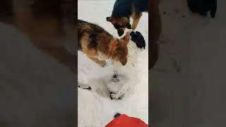 Насыщенный волонтерский день. Приезжайте гулять с хвостатыми))) #приютдлясобак #зима #добро