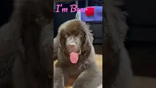 Bear ( หมีนี้หว่า)
