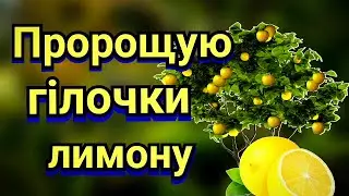Пророщую гілочки лимону /// Щеплення лимона вирощеного з кісточки