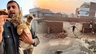New Mini Zoo Ki Divaren Pori Hogaen😍