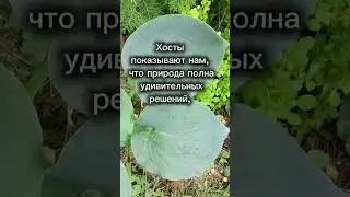 Хосты - какие они разные! - 3seed.ru - семена и саженцы растений