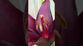 #Лилии_в