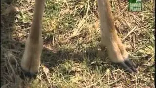 Crocodile Hunter für Kids « Ärger auf Hufen » | Folge 6 | [2/2] |