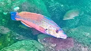 Fish on the SS Seniority