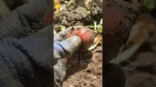 ТАКАЯ ДЕТКА ДОЛЖНА БЫТЬ У ТЮЛЬПАНОВ ПРИ ПРАВИЛЬНОМ ВЫРАЩИВАНИИ #сад #садоводство #цветоводство