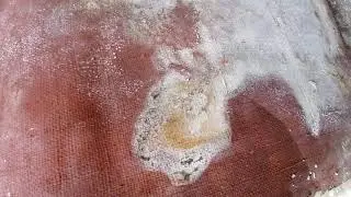 Is it wet rot or dry rot?