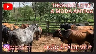 TIRANDO LEITE NA MÃO - MODO RAIZ