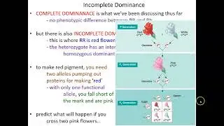 Exceptions to Mendel's Rules