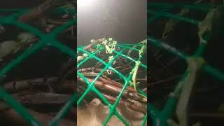 хамелиоши пьют водичку.Не спешно растем.