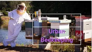 Lifecycle of a beehive, urban beekeeping, from swarm to honey. 4K