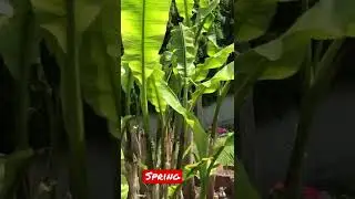 This Banana sticks around during winter 