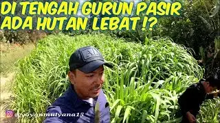 BUKTI NYATA!! DI TENGAH GURUN PASIR ADA HUTAN LEBAT