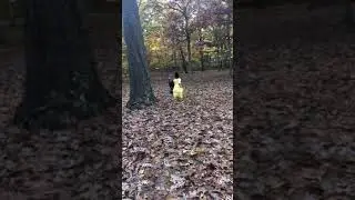 Autumn Leaves