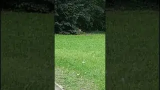 Der Fuchs ohne Schwanz. Berlin