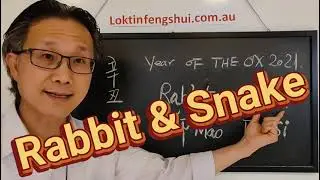 Year of the yin Metal Ox 2021 Animal sign Luck Rabbit & Snake
