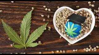 Feminized V. Autoflowering V. Regular Seeds