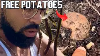 Growing Potatoes: Leaning as I GROW