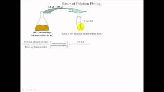 Dilutions Pt 1