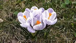 Crocus vernus pickwick - Welcome to Nature colors