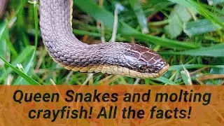 Amazing Queen Snakes that eat only freshly molted crayfish + everything else you need to know!