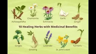 Miraculous Healing Plants  A Comprehensive Review of Thyme, Turmeric, Ginger, Aronia, and Vinegar