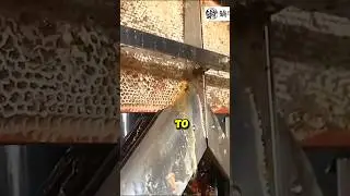 How to extract honey