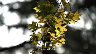 Curved leaf shape 叶曲