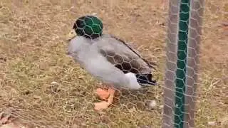 My pet duck whistles.