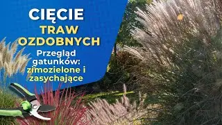 CIECIE TRAW OZDOBNYCH - kiedy i jak ciąć, które gatunki? Przegląd gatunków