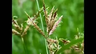 ការដឹកជញ្ជូនចំណី