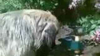 Leonbergers pests? Naa Surely not