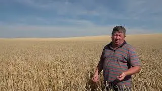 Уборка хлеба-дело первостепенное. СХПК 