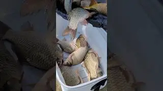 Таких карасей нужно ещё поискать.#shorts #teamправильнаяподсечка #fishing #рыбалка