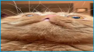 тик ток как болт ему нужна гайка
