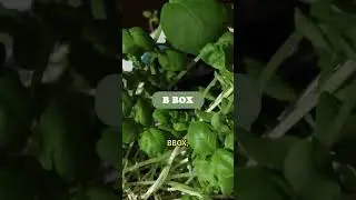 Alimentação saudável de um jeito fácil #hortacaseira #plantas #alimentacaosaudavel