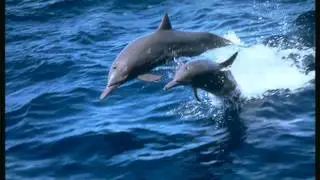 imagenes de delfines - video de delfines - fotoretoque.