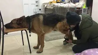 2-Year Old German Shepherd Rambo Tried On Dog Booties