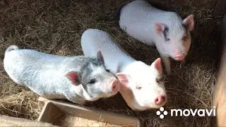 Переселение поросят🐷🐷🐷😄👍