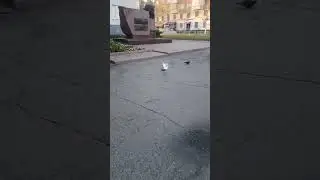 Голубь мира в реальности #чебоксары #Голубь #голубьмира