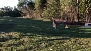 Kangaroo say hi