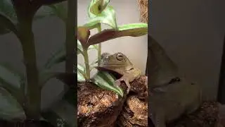 ЖаБо 