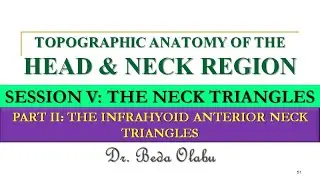 INFRAHYOID ANTERIOR NECK TRIANGLES - MUSCULAR TRIANGLE, CAROTID TRIANGLE & INFRAHYOID NECK SPACES