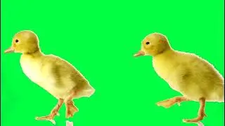 बतख। batakh। green screen video background effect vfx Caroma key #nikslivegreenscreenvideo