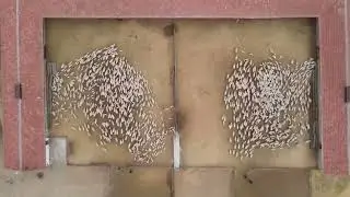 5 (BEŞ) BİN KUZUNUN ANNELERİYLE BULUŞMA ANI