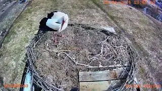 Двое на одного. Конкуренция за гнездо аистов.