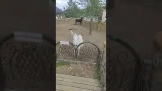 Осел