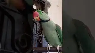 BOLTA TOTA 🦜🦜🦜 TALKING PARROT 🐦🦜🐦🦜🦜 बोलता तोता।