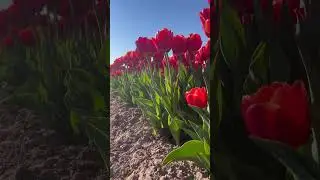 Blooming Beauty: A Colorful Day at the Burnside Farms Tulip Festival 🌷